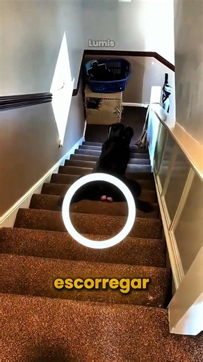 This Dog Didn't Notice the Danger on the Stairs! 😂