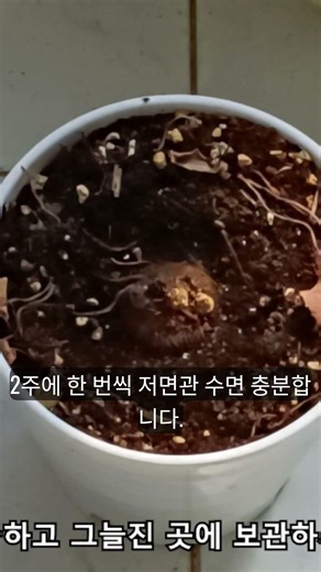 시클라멘 휴면기 관리법 #식물 #식물키우기 #화초관리 #시클라멘 #gardening