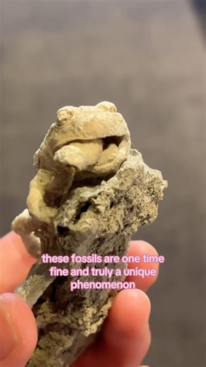 The Fossil Cartel | Science Saturday! Trona Frogs!!! 🐸 - Introducing a paleontological phenomenon, a new fossil in the world! Trona replaces Anaxyrus! We have... | Instagram