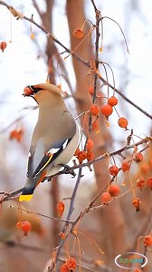 Bohemian Waxwing (太平鸟,Bombycilla garrulus) loves plum-leaf crabs, in Jilin province. It is a plump, smooth-plumaged bird with a sleek crest. ❤摄影小动物 ❤❤❤ #China #nature #birds #wildlife #travel #peace #beauty #beautiful #love | Lin hillside