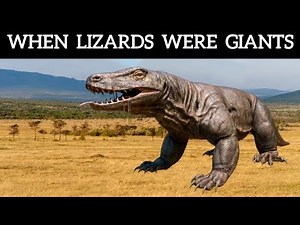 Meet The Largest Lizard of All Time || Megalania