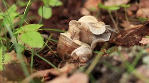 Snail breeding, nature in spring, close-up. Two snails intertwined with each other. Wildlife, details. A pair of snails makes love