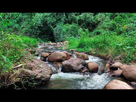 Overcome Fatigue with Soothing Sounds Of A Tranquil Forest Water Stream and Peaceful River Cascades