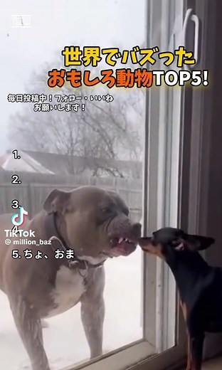 おもしろ動画まとめ：面白い動物と笑えるクリップ集