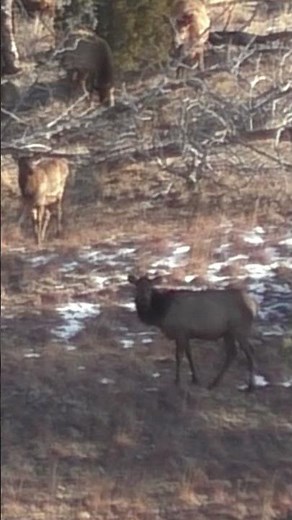 South Dakota Cow Elk DOWN| Slow-Mo Shot at 460 Yards (30-06 178gr ELD-X) #elkhunt #hunting