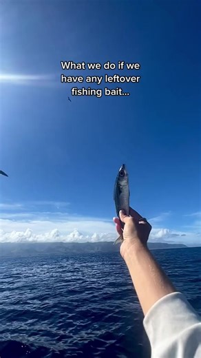 Sharing fish with our bird friends! #ocean #birds #frigate #fishing | Andriana Marie
