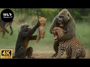Luangwa: Babuíno versus Leopardo - Uma Luta Brutal Pela Sobrevivência #animaisselvagens
