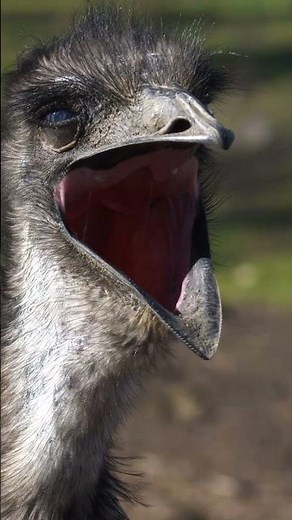 Sleepy summer mornings at Melbourne Zoo