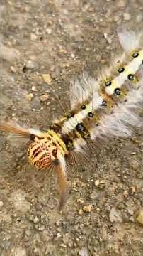 Fascinating Fuzzy Caterpillar Close Up Nature's Tiny Marvel