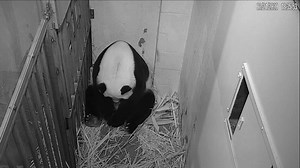 39K views · 1.2K reactions | WATCH: Panda Mei Xiang gives birth to a cub, four years after her last pregnancy. READ: Washington zoo officials heralded the arrival of "a precious giant panda cub" Friday. The new mother was exhibiting typical panda mom behaviors like "nursing her cub and cuddling it close," the Smithsonian's National Zoo said on Twitter. bit.ly/31j5axV | via Agence France-Presse | Philippine Star | Facebook