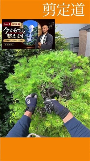 芽摘み時期を逃した【黒松】を整えよう #庭木の管理 #庭作業 #庭木の剪定 #芽摘み #松 #初心者