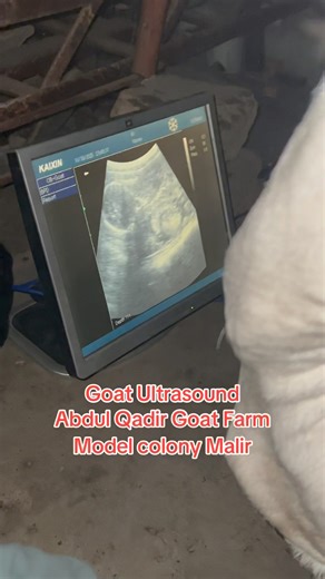 Goat pregnancy Ultrasound