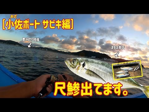 ［サビキ］小佐ボートで″別格″サイズの鯵が出た。※初心者でも始められる船釣り。