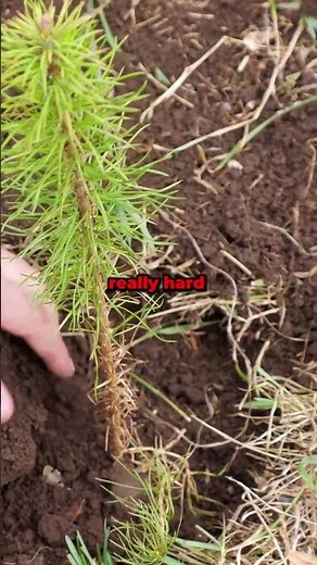 Transform Your Lawn with Lime: The Ultimate Solution for Acidic Pine Needle Problems! #shorts