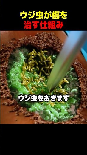 ウジ虫が傷を治す仕組み
