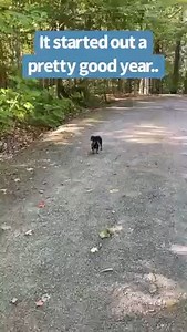 295K views · 10K reactions | “No doubt it’s been a hard year for me, maybe the hardest yet - but I have to keep marching forward, and wishing that 2023 will be a good year for me, and all of you as well. Thanks to all my fans who’ve given me so much support and love this past year and into next ❤️” ~ Crusoe | Crusoe the Celebrity Dachshund | Facebook