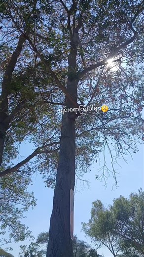 ​လေလွင့်🙂‍↕️#ဒီတစ်ပုဒ်တော့fypပေါ်ရောက်ချင်တယ် #TYN