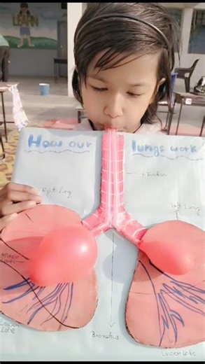 Science Exhibition/Model Of Human Lungs🫁 #lungs #science #shorts ‪@AllrounderKritika03‬