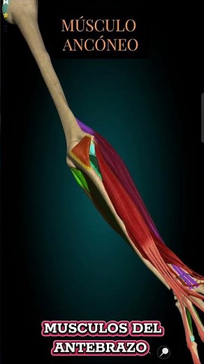 Músculo Anconeo - Músculos del antebrazo #anatomiahumana #anatomiafacil #medicinahumana #medstudent