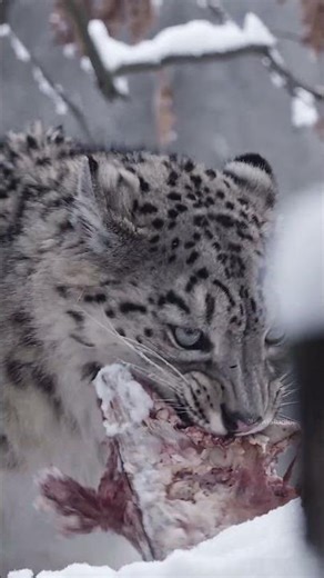 Snow Leopard Eating