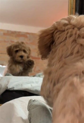 Adorable Havanese Puppy Behavior