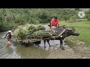 THE UNBEATABLE JAMBO/ Nymphs Vlog Ph/ Lagonoy Camarines Sur
