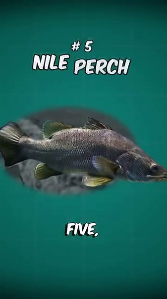 Top 5 Biggest Freshwater Fish In the World!!