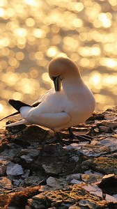 63K views · 1.8K reactions | What a beautiful spring morning on the cliffs!   Ellen Leach | RSPB Bempton Cliffs | Facebook