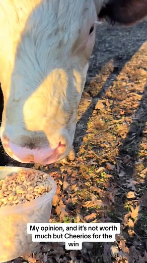 #cow #bull #Cheerios | Brenttsf5d9