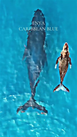 Enya Carbbean BlueDrift beyond the horizon with Caribbe an Blue #Enya #CaribbeanBlue #RelaxingMusic