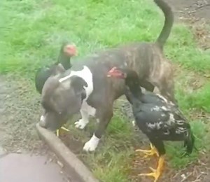 637K views · 10K reactions | What a wonderful referee dog! Its mission is to maintain peace. 藍 Credit: Jukin Media | Bright | Facebook