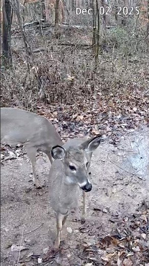 Beautiful Doe & Fawn Up Close in Fall Forest, Peaceful Wildlife Nature Video Birds Chirping #shorts