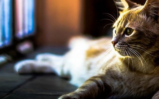 Les meilleurs chats d'appartement - Top 5 🐱