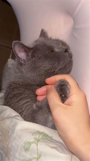 猫好人坏 #谁能拒绝怀里的小猫咪呢 #蓝猫猪 #这个猫好上头 #谁能拒绝软fufu的猫 #猫咪的迷惑行为