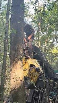 Skilled Felling Leaning Maple Hazard Tree Timberjack 460 Winch
