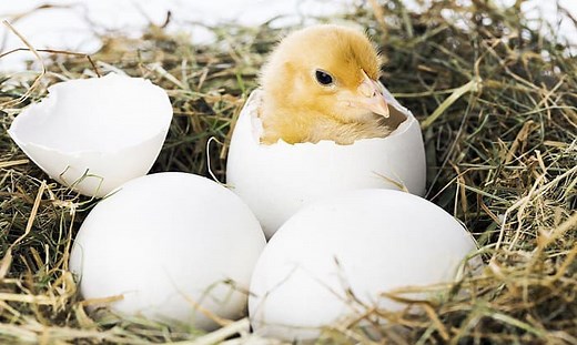 Bird Gestation Period - Several Facts You Might Not Know