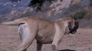 ENGLISH MASTIFFS FIVE THINGS YOU SHOULD KNOW