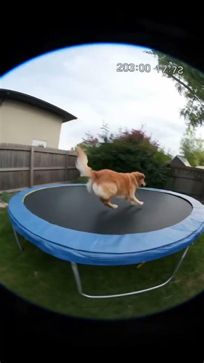 Hurricane Leaf Blower - Goose vs Dog - Episode 7 #funny #seedance2 #animals