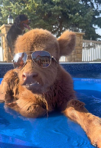 Mini Highland Cows Floating Into Summer