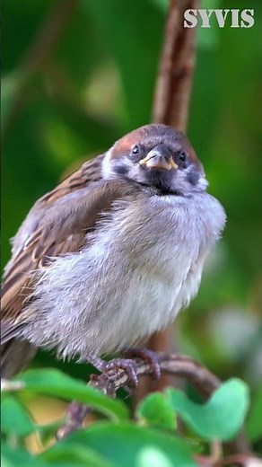 Eurasian Tree Sparrow in a Bush