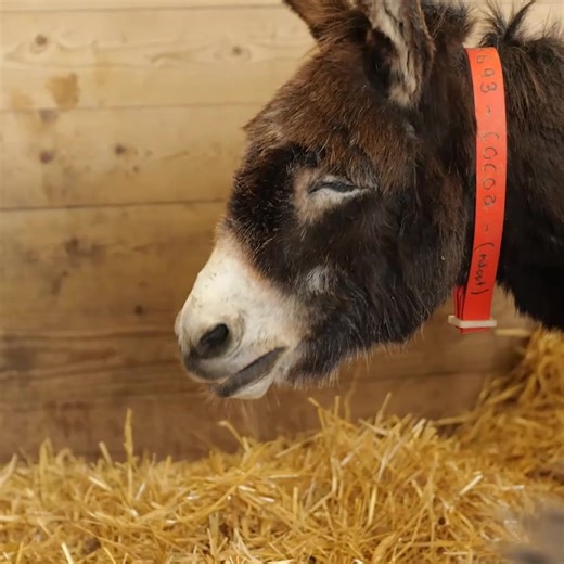 24K views · 1.6K reactions | Adoption donkey Cocoa is in full relaxation mode this long weekend. Happy Bank Holiday Monday! 殺 | The Donkey Sanctuary Sidmouth | Facebook