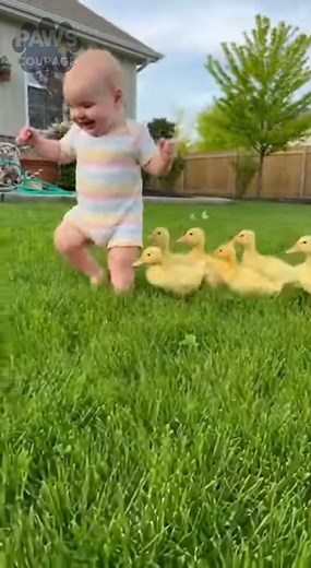 84K views · 4.4K reactions | Baby Laughs as Ducklings Follow Her Everywhere – Too Cute #BabyLaugh #CuteAnimalsUSA #Ducklings #BabyAndAnimals #LaughingBaby #AdorableMoments #TrendingInUSA #ViralVideoUSA #FamilyFun #TooCute #BabyJoy #CuteDucklings #KidsAndPets #FeelGoodVideo #WatchTillTheEnd #USAViralClip #HeartwarmingMoment #BabyGiggles #AnimalLoversUSA #ViralShorts | Paws Courage | Facebook