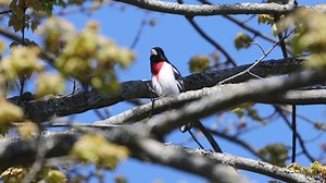 Good morning #Birds & #Nature! Rose-breasted grosbeak (Pheucticus ludovicianus) | BIRDS & Nature