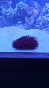 1.2K views · 14 reactions | The Corner Reef on Reels | Facebook