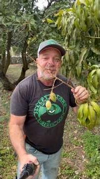 Fruit set on our Nam Doc Mai Mangos ￼