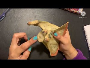 Ligaments & Joints of Scapula | Clinical Anatomy of Scapula| Revision of muscle attachments| Part 4