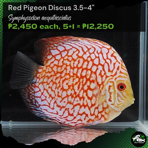 RED PIGEON DISCUS 3.5-4" | Got Fish