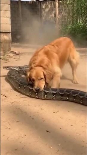 Golden Retriever Protects Cat From Huge Snake 🐕🐍#Dog #Rescue