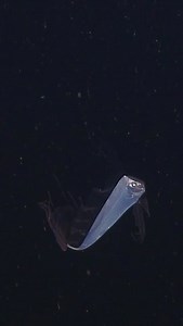 We think dreamy-day fish is a more appropriate name ✨️⁠ ⁠ After last week’s rare sighting of this deep-sea wonder right off the coast of Monterey Bay, we decided to dig into our archives and share a few more glimpses of this fantastically frilly fish.⁠ ⁠ King-of-the-salmon (Trachipterus altivelis) fish are members of the ribbonfish group, aptly named for their thin, ribbon-like bodies. As these fish mature, they change dramatically from dark red to shiny silver, and their frilled caudal and pelv