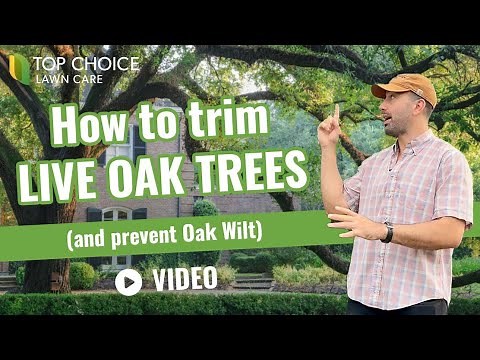 What is Oak Wilt and How to Trim your Oak trees
